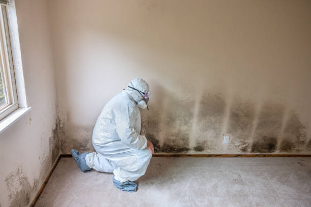 Best Mold Testing and Inspection Services in Moodus, CT